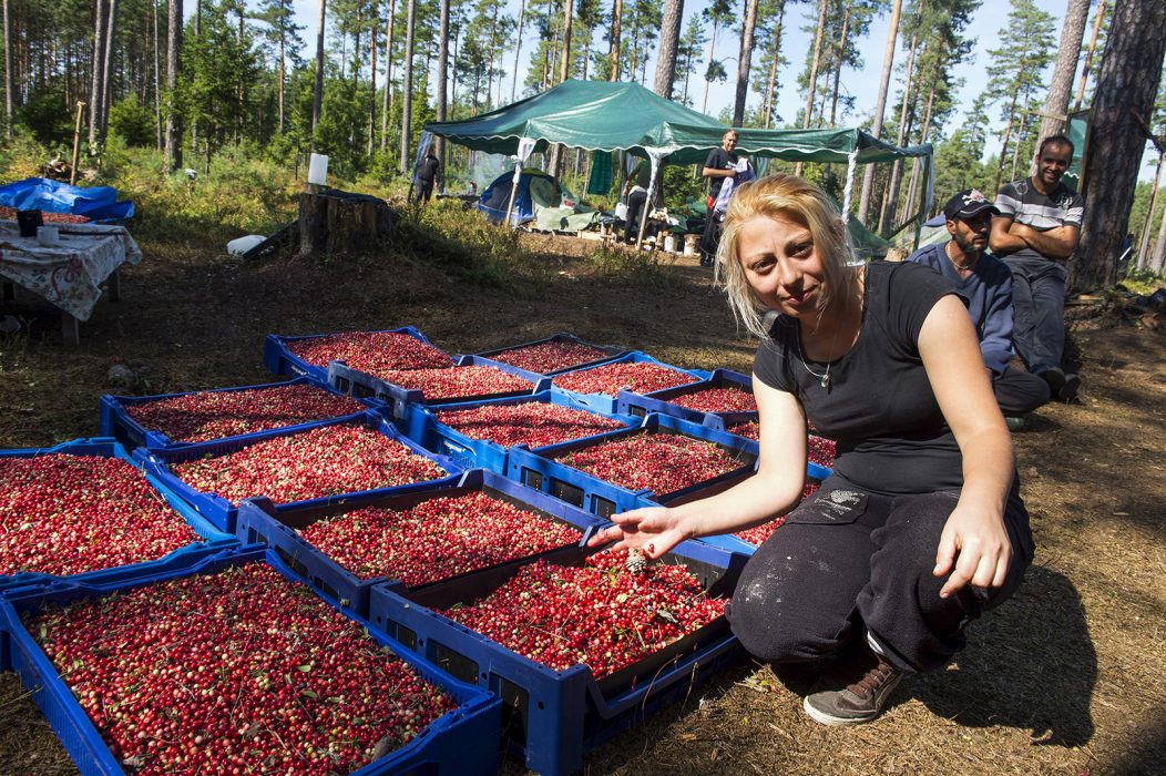 Bärplockare från Bulgarien visar upp sin skörd i en skog i Tierp 2013