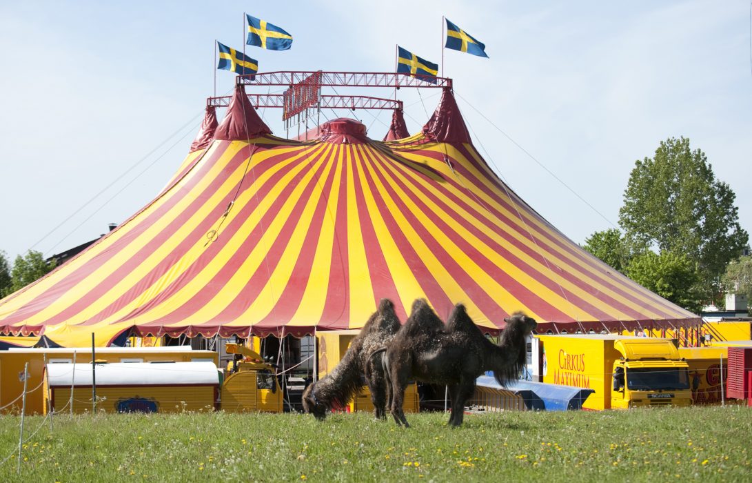 CIRKUS MAXIMUM Foto: Fredrik Sandberg/TT