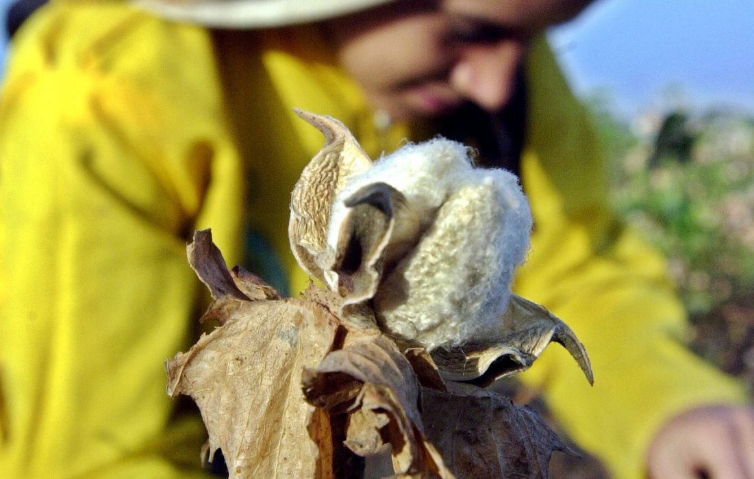MIDEAST EGYPT COTTON HARVEST Foto: Amr Nabil/AP/TT