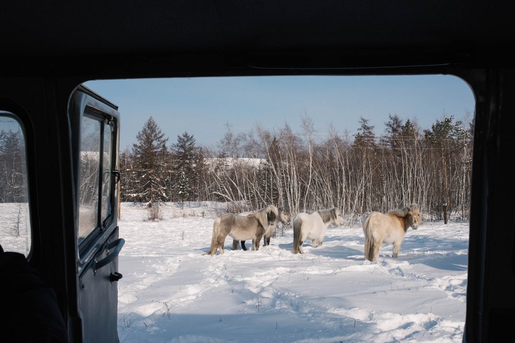 I Jakutien är hästnäringen lika utbredd som rennäringen i norra Sverige.