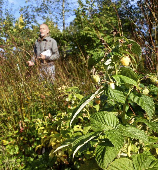 ”Syftet med Holma skogsträdgården är att skapa ett odlingssystem i samklang med naturen som till stor del kan sköta sig själv och inte behöver så mycket resurser utifrån”, säger Esbjörn Wandt