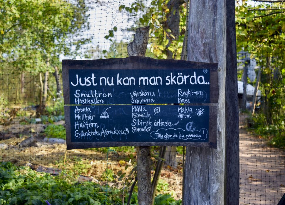 Strax utanför Höör i centrala Skåne ligger Holma skogsträdgård