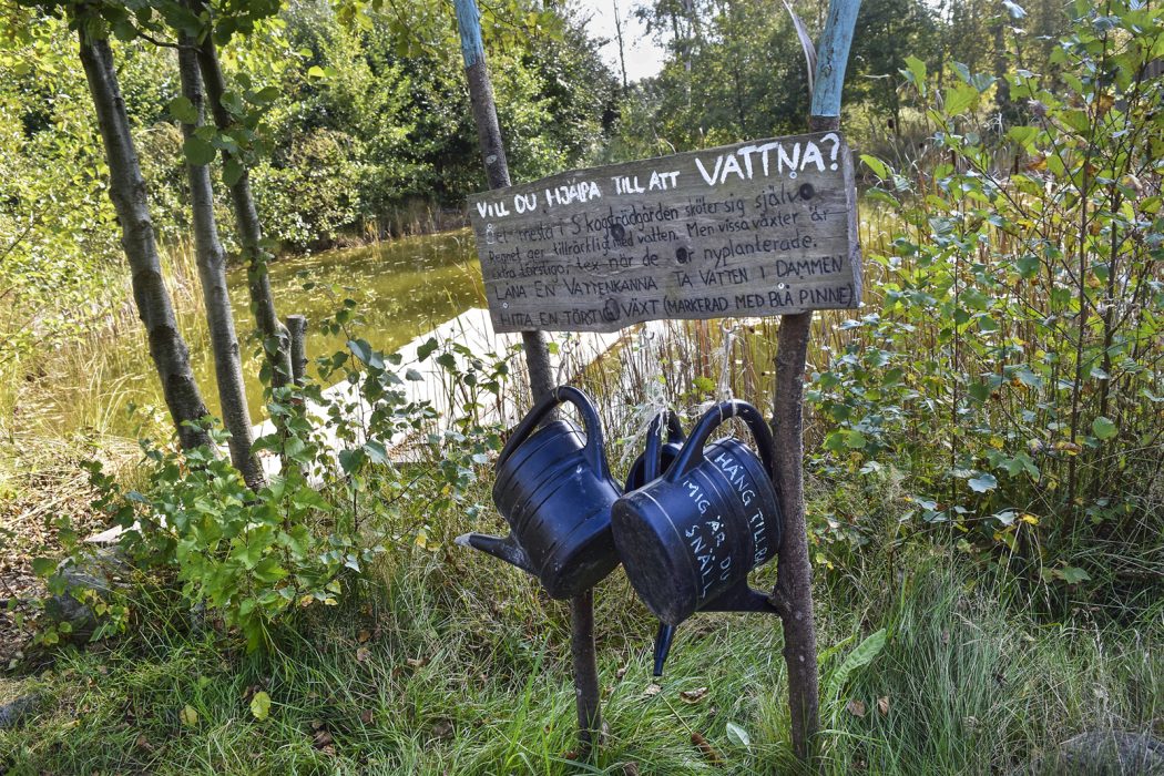 I dammen odlas det ätbara vattenväxter