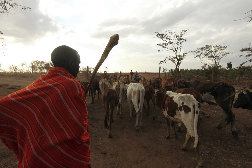 En masai vaktar boskapen i det torra landskapet öster om Nairobi