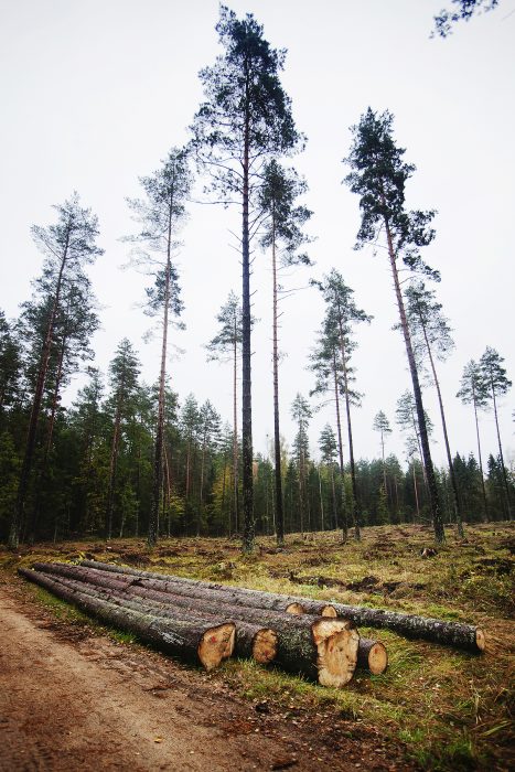 Längs vägarna i Bialowieza syns mängder med fällda träd