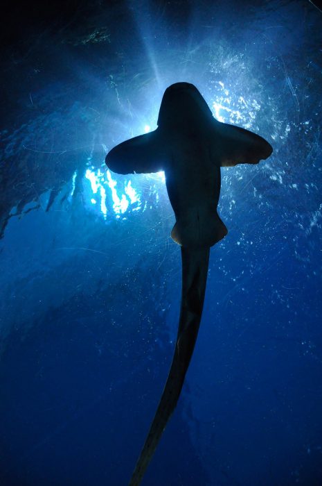 123-1-hammerheadshark-pixabay