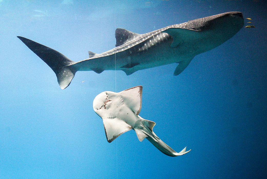 Whale Shark Dies