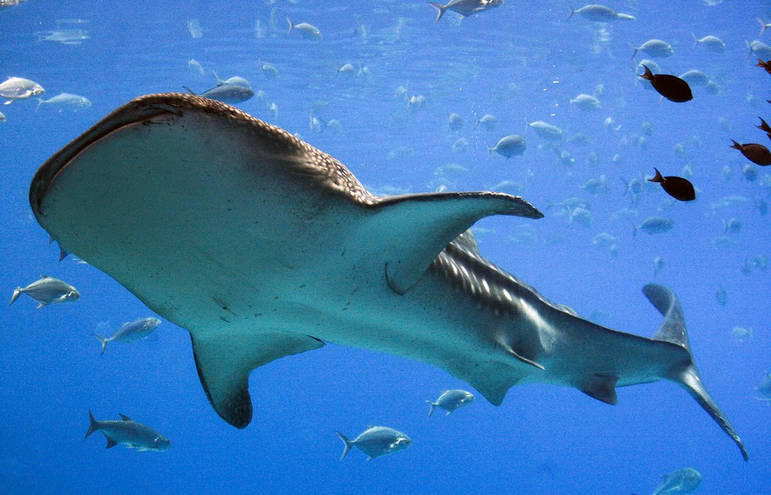Whale Shark