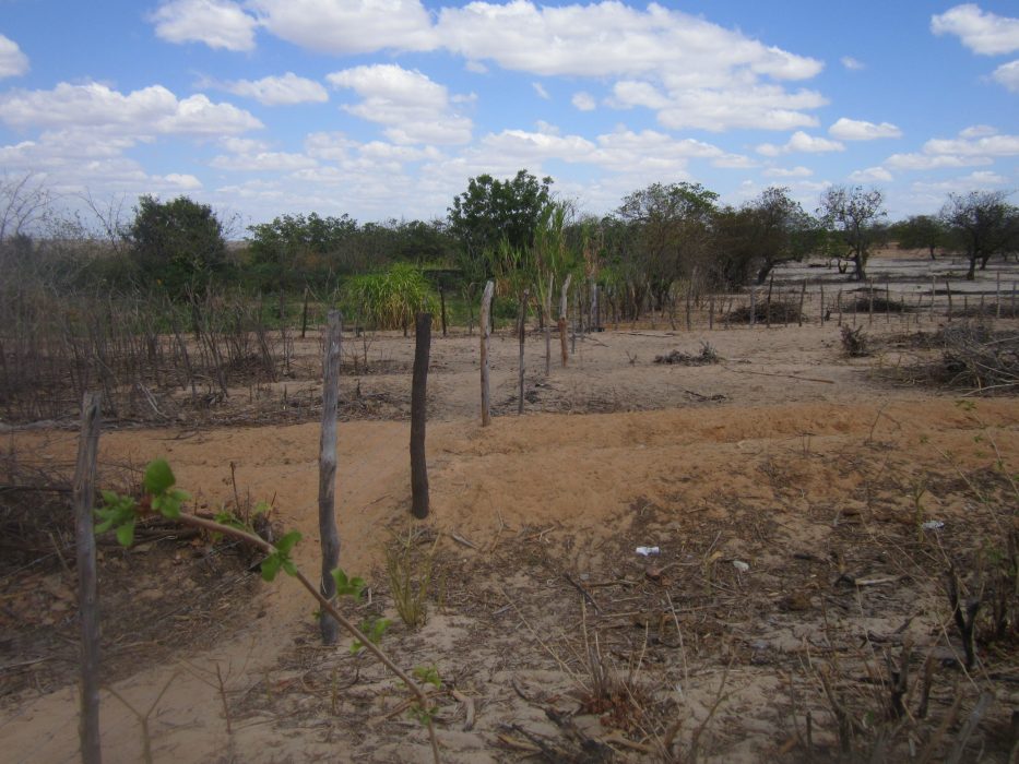Den gröna trädgården som sköts av kvinnorna i byn Primeiro do Maio utgör en skarp kontrast till torkan som råder i resten av delstaten Rio Grande do Norte i nordöstra Brasilien