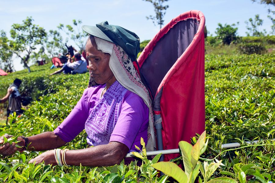 Stella Paul/IPS | En kvinna skördar te på Bearwell i södra Sir Lanka.
