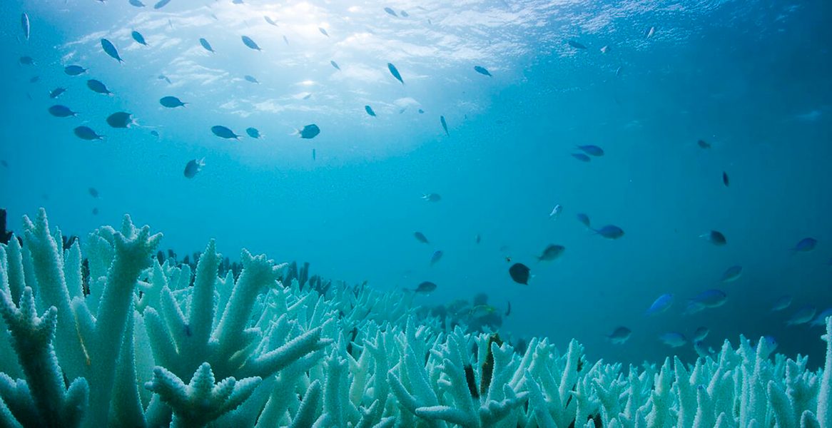 WWF-Aus and BioPixel/TT | Förra året skedde en rekordblekning av världens korallrev.