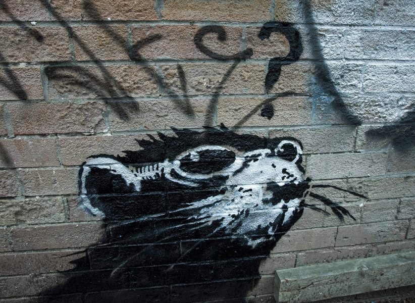 Nathan Denette/AP/TT | Råttan har gatukonstnären Banksy målat i Toronto.