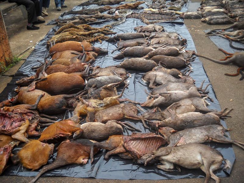 Laga/TT | Enorma mängder djur dödas i de tropiska länderna.