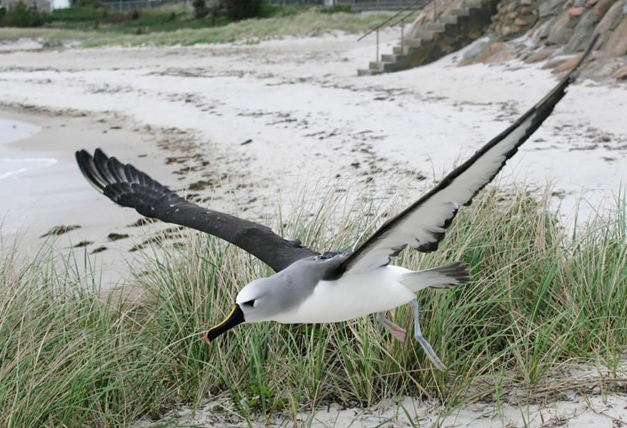 TT | Det finns mer än 20 arter av albatross.