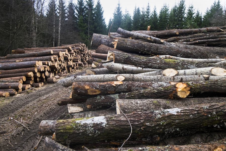 Foto: Vidar Ruud/TT | EUs största miljöorganisation specialiserad på skogspolitik, Fern, kritiserar kraftigt bland annat Sveriges position i förhandlingarna om klimatutsläpp från skog.