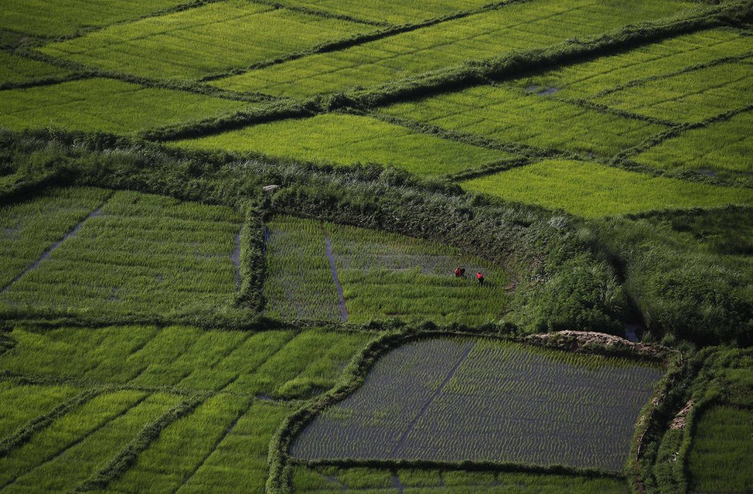 Kvinnor från Khasifolket arbetar i sina risfält i den indiska delstaten Meghalaya