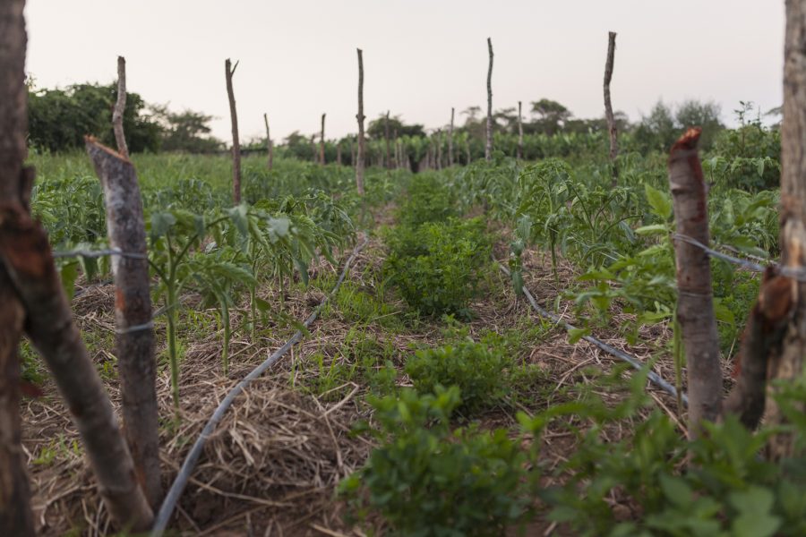 Foto: Stina Rosén | Tomatodlingar på Zambias landsbygd.