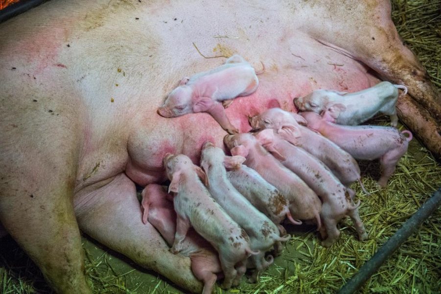 TT | I dag får griskultingar i Sverige inte avvänjas från sin mamma tidigare än vid 28 dygns ålder.