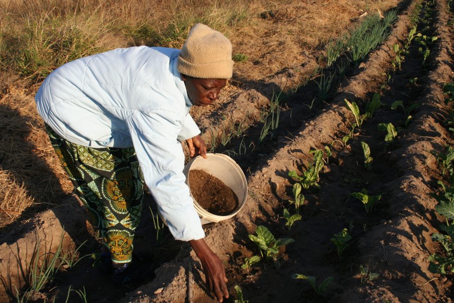 Busani Bafana/IPS | Grönsaksodlaren Margaret Gauti Mpofu tillför gödsel till sina grödor på sin åker ett par mil utanför Bulawayo i Zimbabwe.