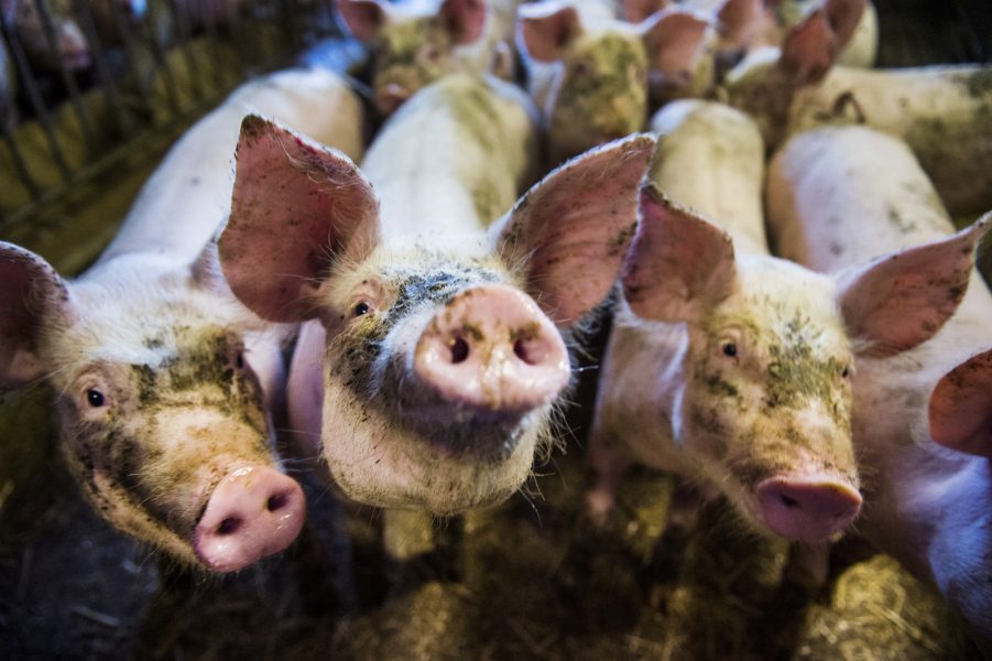 Emil Langvad/TT | Sverige nästan 4 gånger mer antibiotika i djuruppfödning än vad Norge gör.