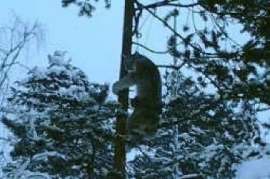 Polisen/TT | Ett lodjur som fångats och hängts upp i ett träd.