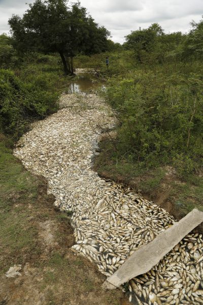 Jorge Saenz/AP/TT | Floden Confuso i närheten av staden Villa Hayes full med död fisk.