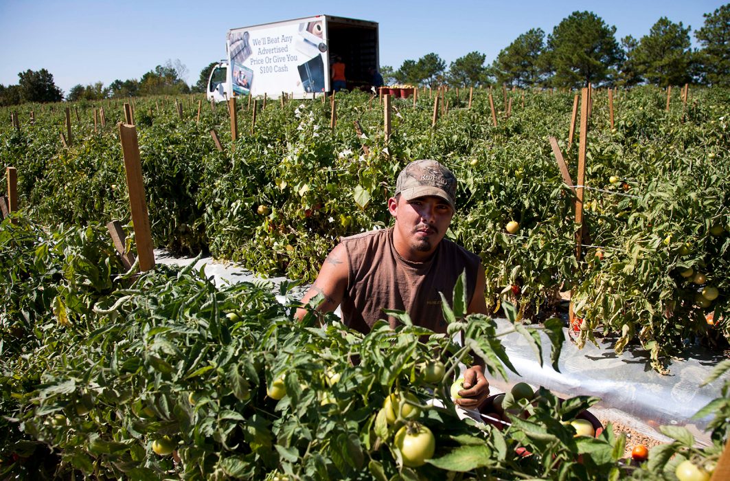 Jeremy Gonzalez, en av många migrantarbetare, plockade tomater på en farm i Alabama 2011