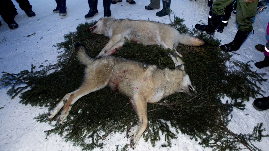 Lars Pehrson/SvD/TT | Två skjutna vargar under en vargjakt 2011.