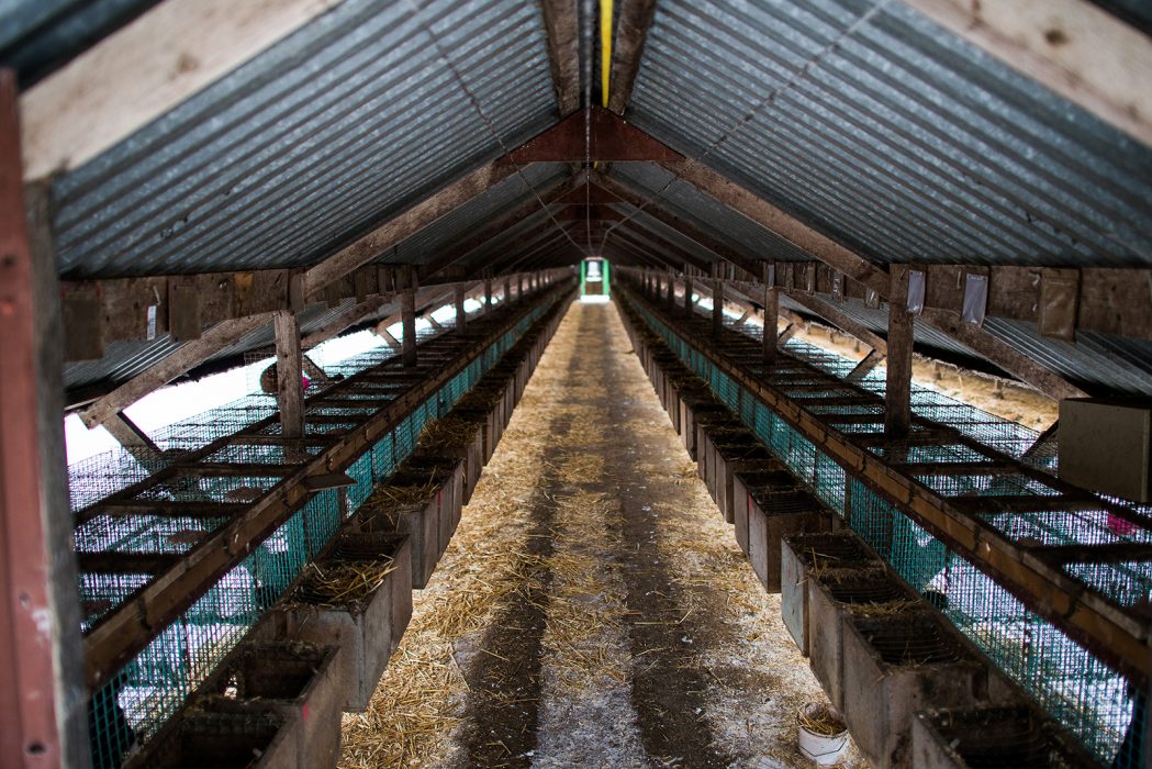 Under de senaste fem åren har minst 23 minkfarmer varit verksamma i länet