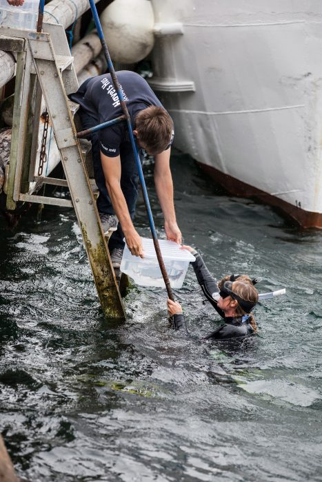 Utsättningen av småfläckiga rödhajar sker med hjälp av snorklare som följer med ett par hajar åt gången ner på djupet