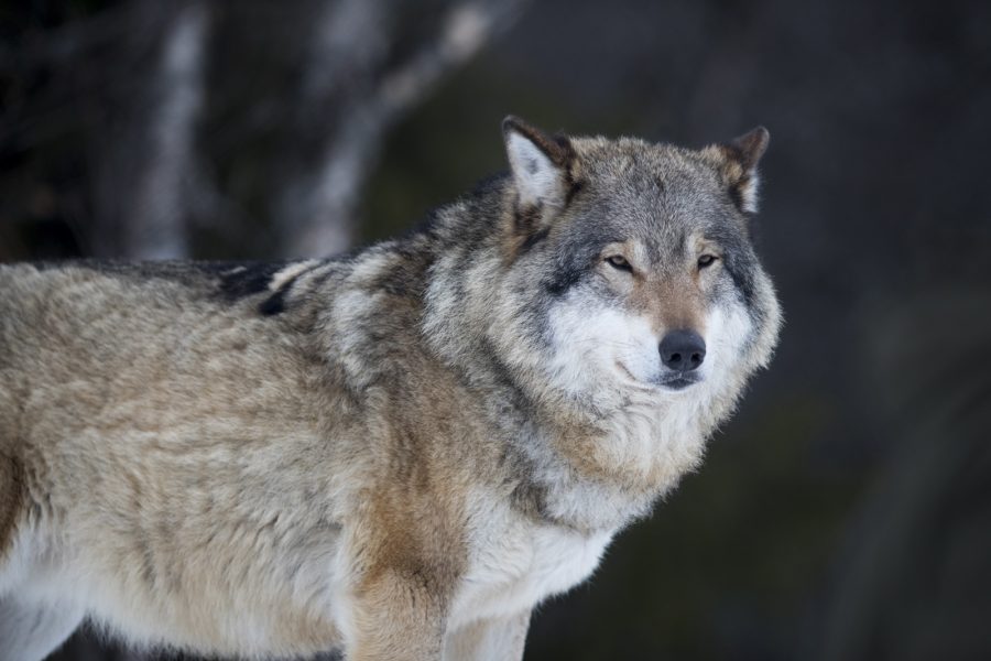 Junge, Heiko/TT | Trots överklagande blir licensjakt på 22 vargar i vissa avgränsade områden i Dalarna, Gävleborg, Värmland, Västmanland och Örebro län.