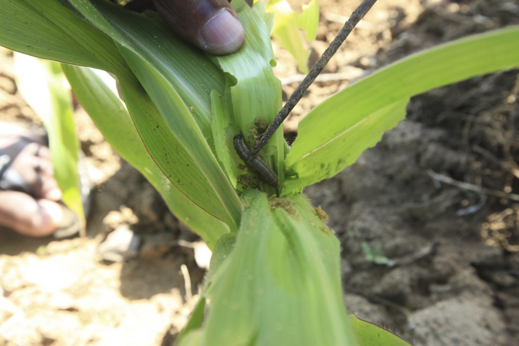 TT | Hälften av Malawis majsfält har infekterats av skadedjuren sedan oktober, enligt FAO.