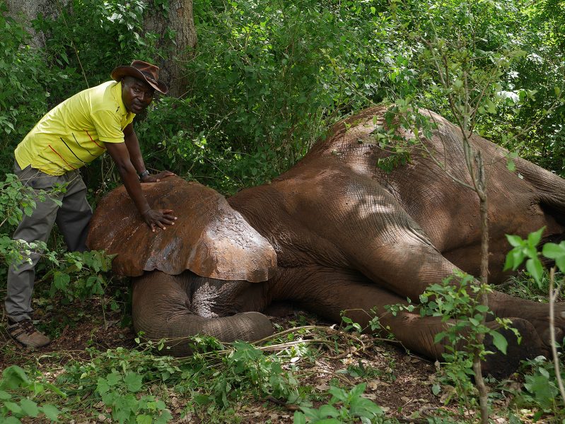 Roland Johansson/TT | Elefanthonan ligger bedövad i skogsdungen och Robert Fyumagwa lägger örat över hennes ansikte.