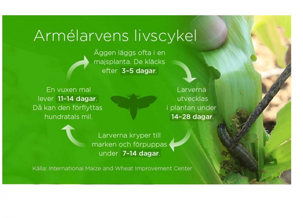 Armélarvens livscykel