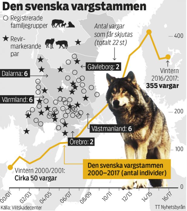 Den svenska vargstammen, samt hur många vargar som får skjutas i varje län
