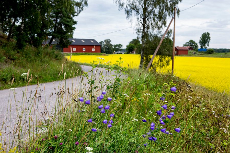 Christine Olsson/TT | Med en basinkomst skulle fler människor kunna bosätta sig på landet och leva mer hållbart, menar Jacob Stålnacke.