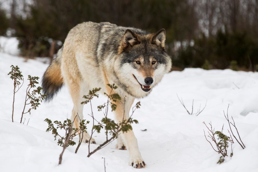Heiko Junge /TT | 22 vargar ska skjutas ihjäl i årets licensjakt, enligt beslut från länsstyrelserna i de fem län där jakten bedrivs.