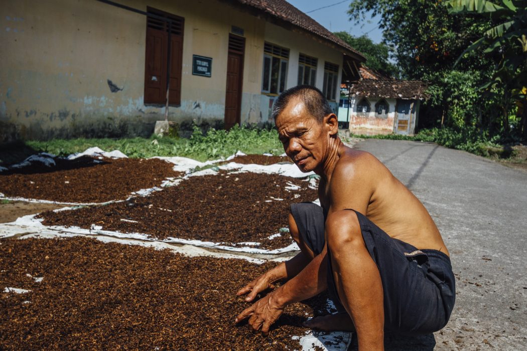 Tobacco Farmer & Cured Tobacco