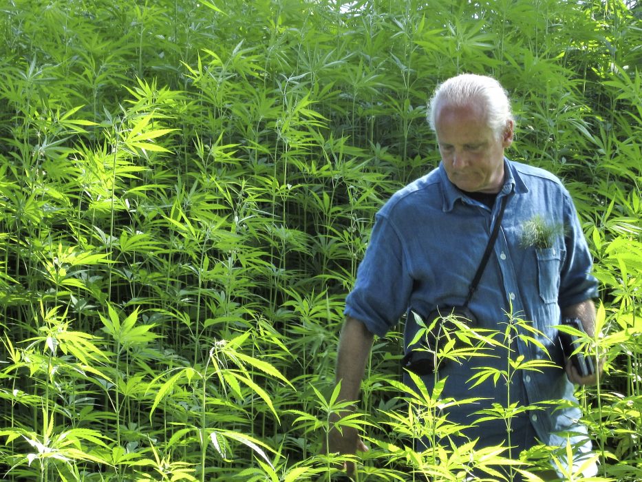 127-12-zoom-RCC in hemp plants