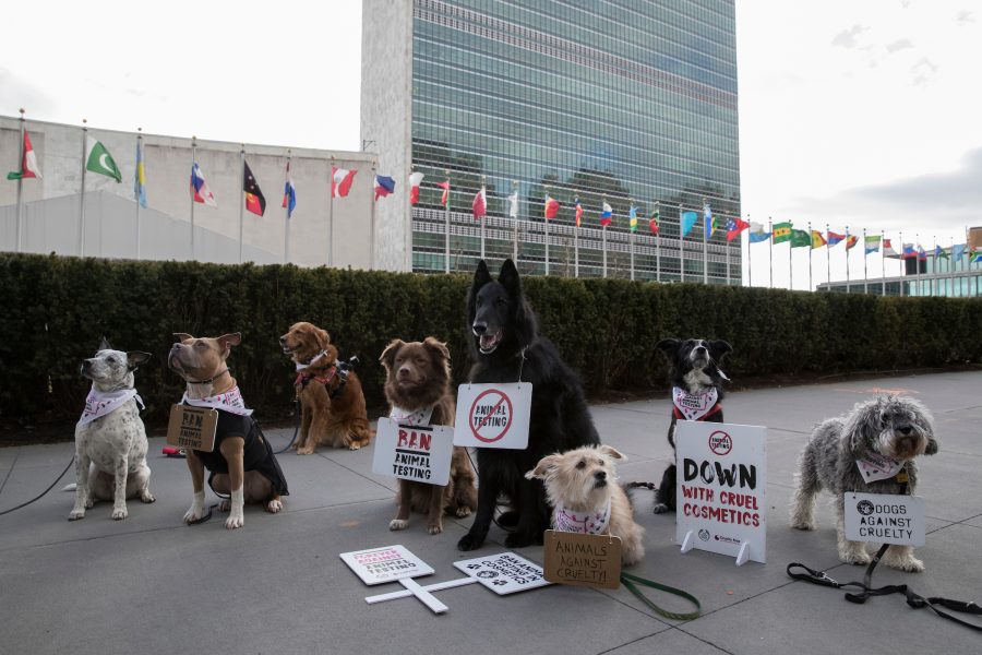 Andrew Kelly | Demonstration mot djurförsök utanför FN-huset i New York.