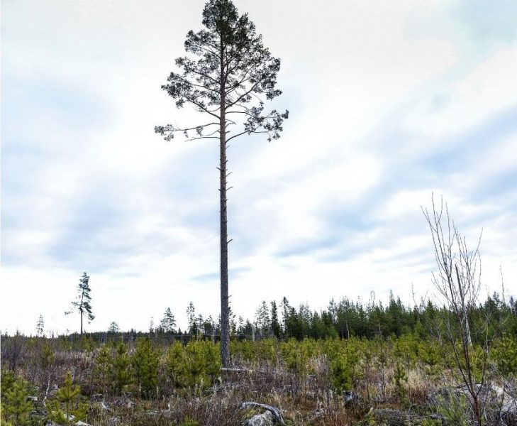 Delar av Yxsjöskogen hotas av avverkning.