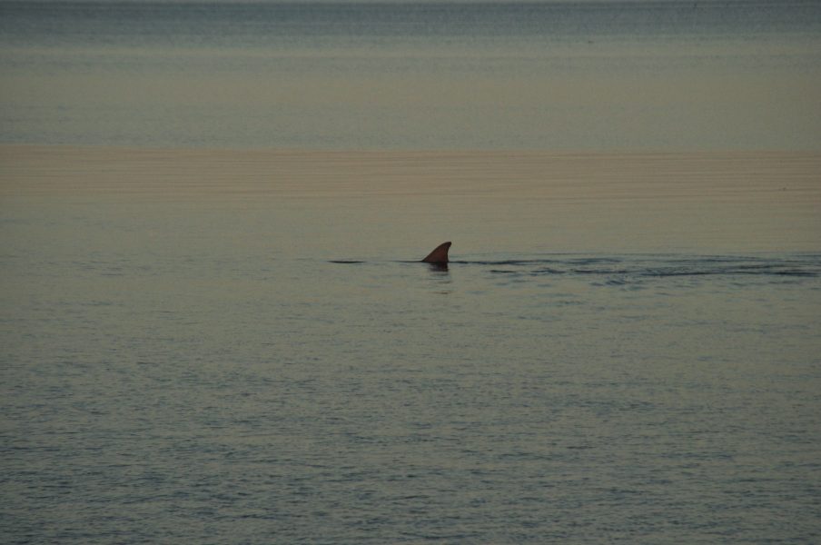 James Albright/flickr | Tumlare utanför Florida, USA.