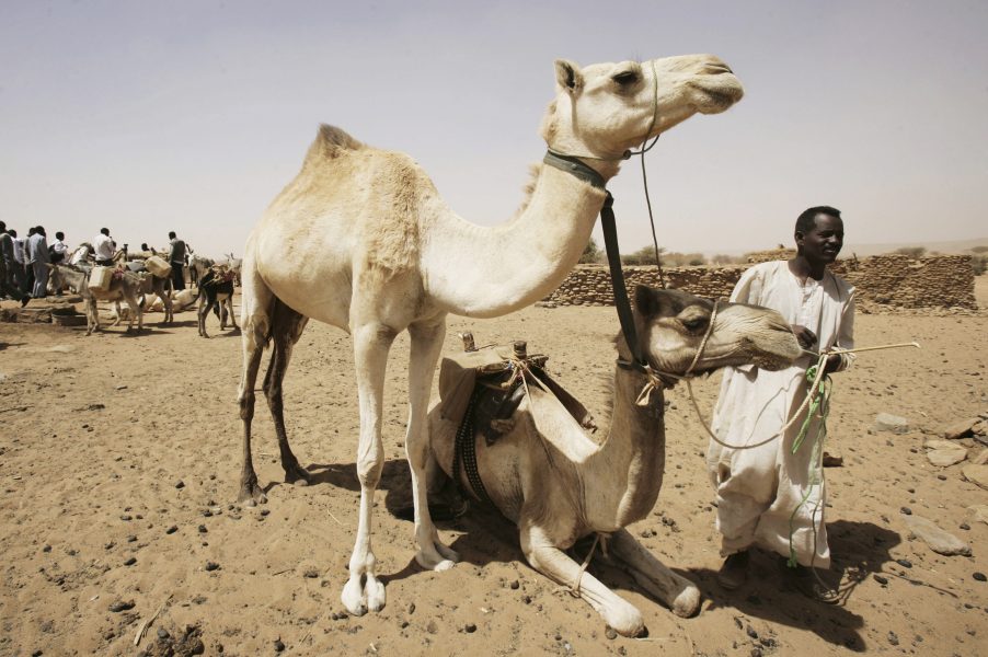 Abd Raouf/ AP | En sudansk boskapsägare ser till sina kameler i Shendi, norr om Khartoum i Sudan.