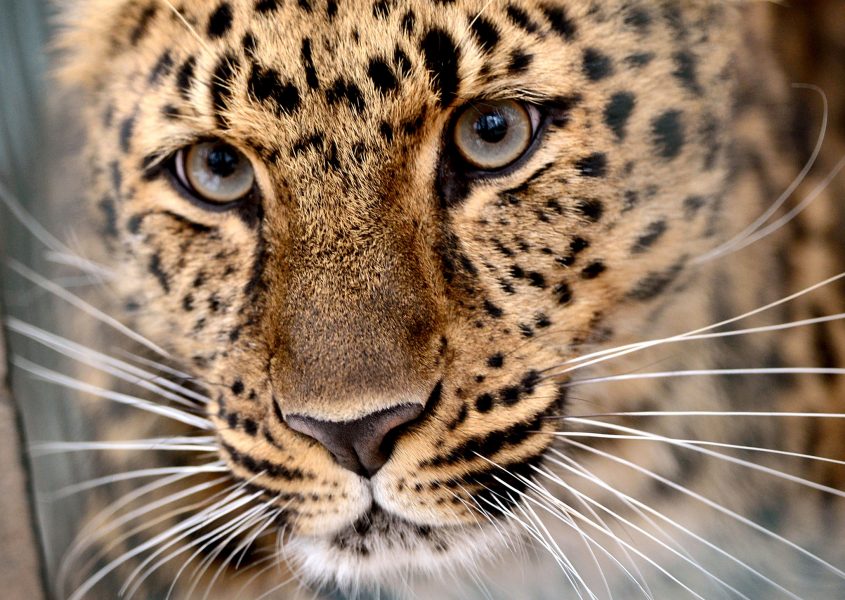 AP/TT | Amurleoparden är en distinkt underart av leopard.