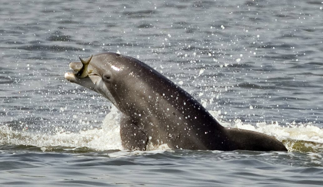 Phil Sandlin/AP/TT | På bilden en tumlare utanför Florida.