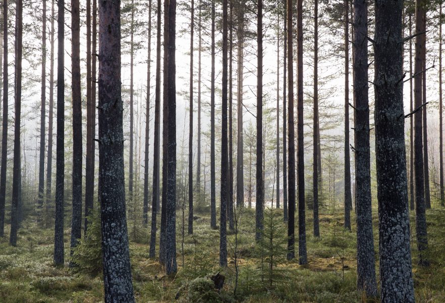 Berit Roald/NTB Scanpix | Stadsnära skogar behöver skyddas av staten, menar Skogsstyrelsen.