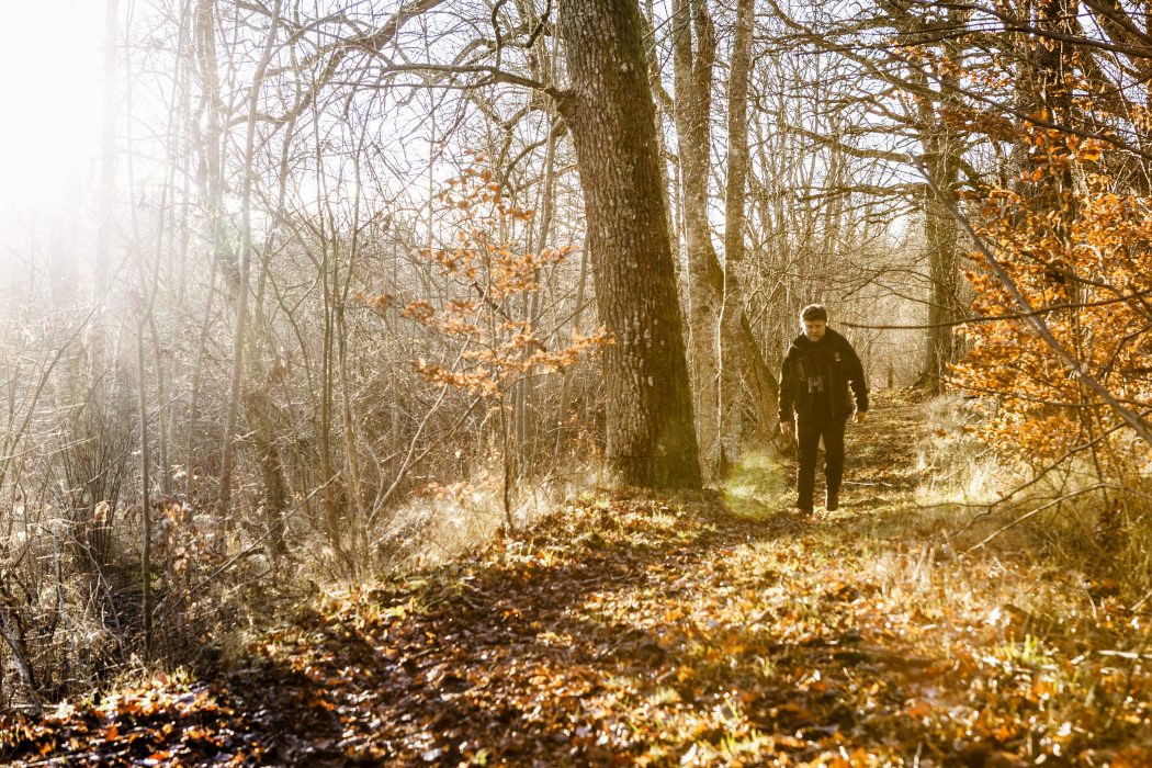 Robin Haldert/TT | Skogspromenad en solig novemberdag i Orlångens naturreservat i Huddinge.