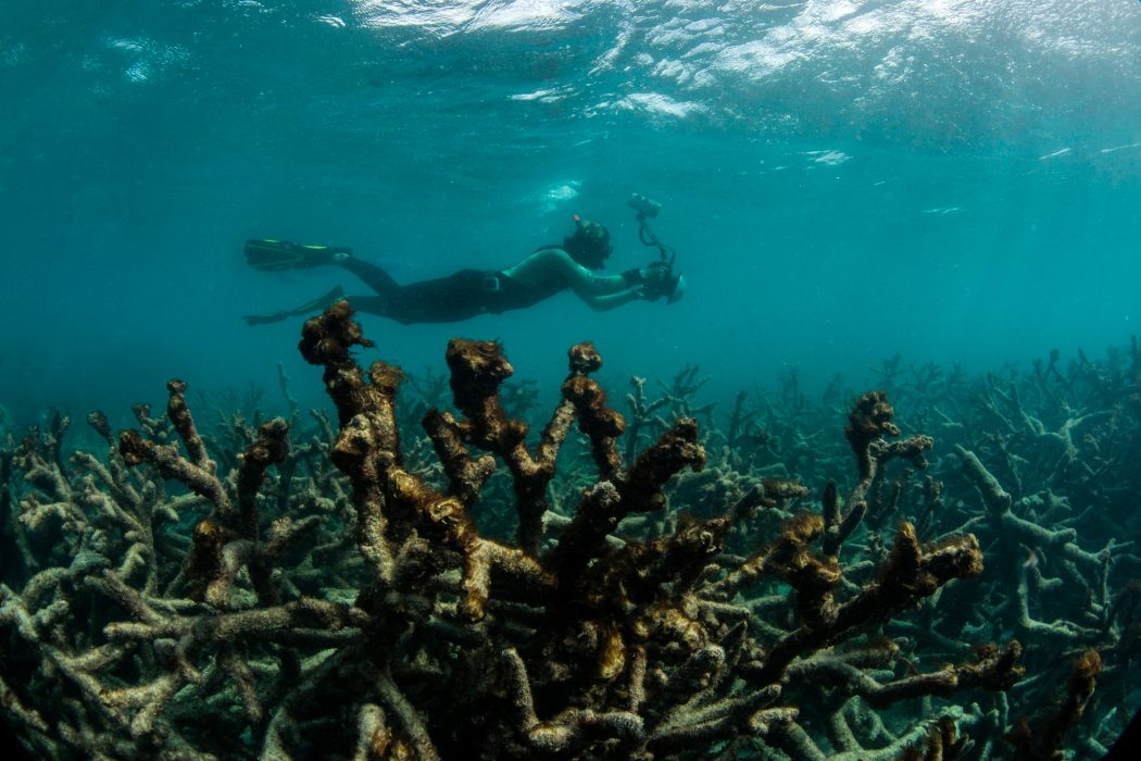 The Ocean Agency/XL Catlin Seaview Survey/AP | Död korall vid Lizard Island på Stora barriärrevet, fotograferad 2016.
