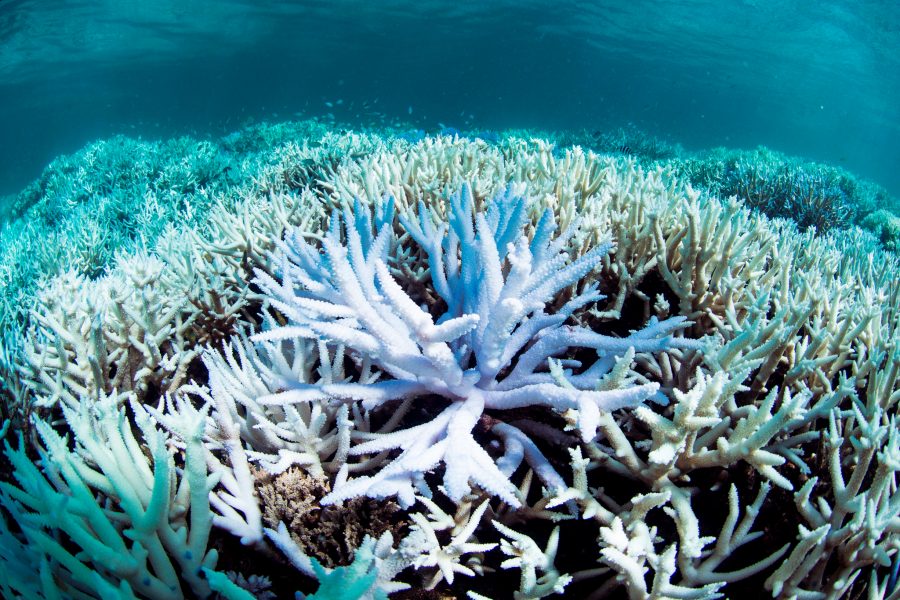 AP | Koraller som har blekts av höga vattentemperaturer.