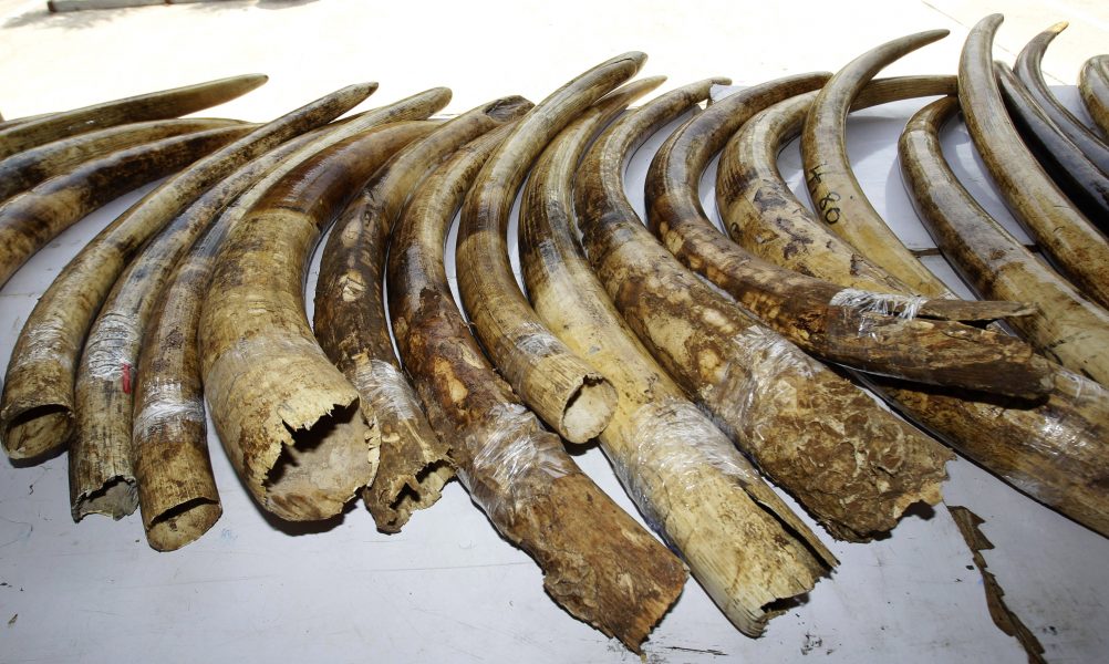 Sakchai Lalit/AP/TT | Storbritannien inför hårdare lagar kring handel med elfenben för att skydda elefanterna.